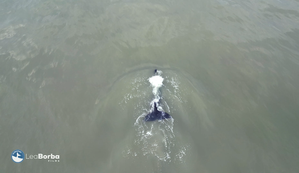 Captura de pantalla del video que grabó Leandro Borba en la playa de La Paloma