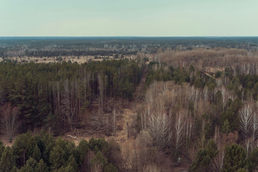 Un equipo de la Universidad de Nueva York revela cómo este animal sobrevive a la radiación.