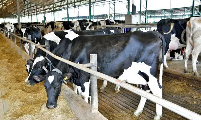 Conaprole subió precio de la leche, pero para productores fue poco