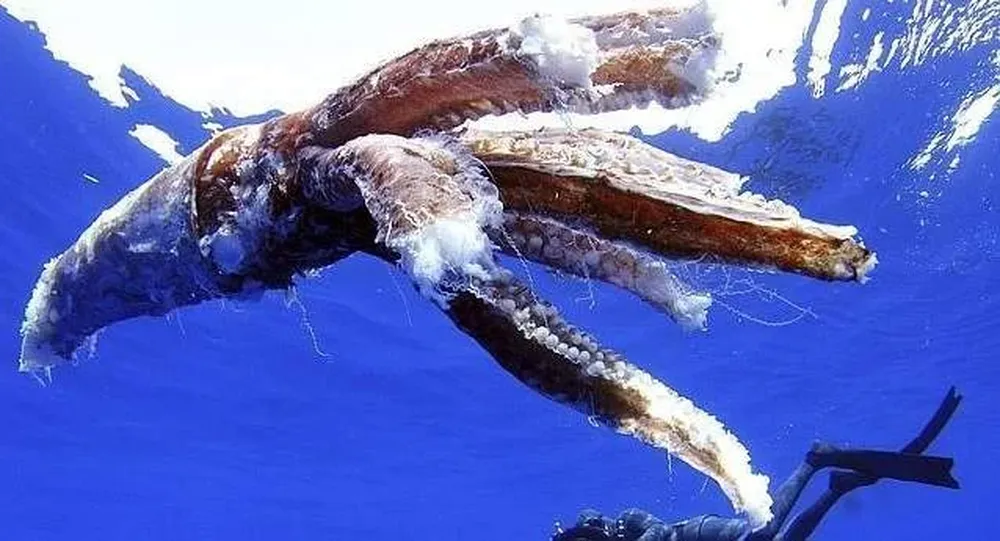 Restos de otro calamar gigante hallado al sur de Tenerife