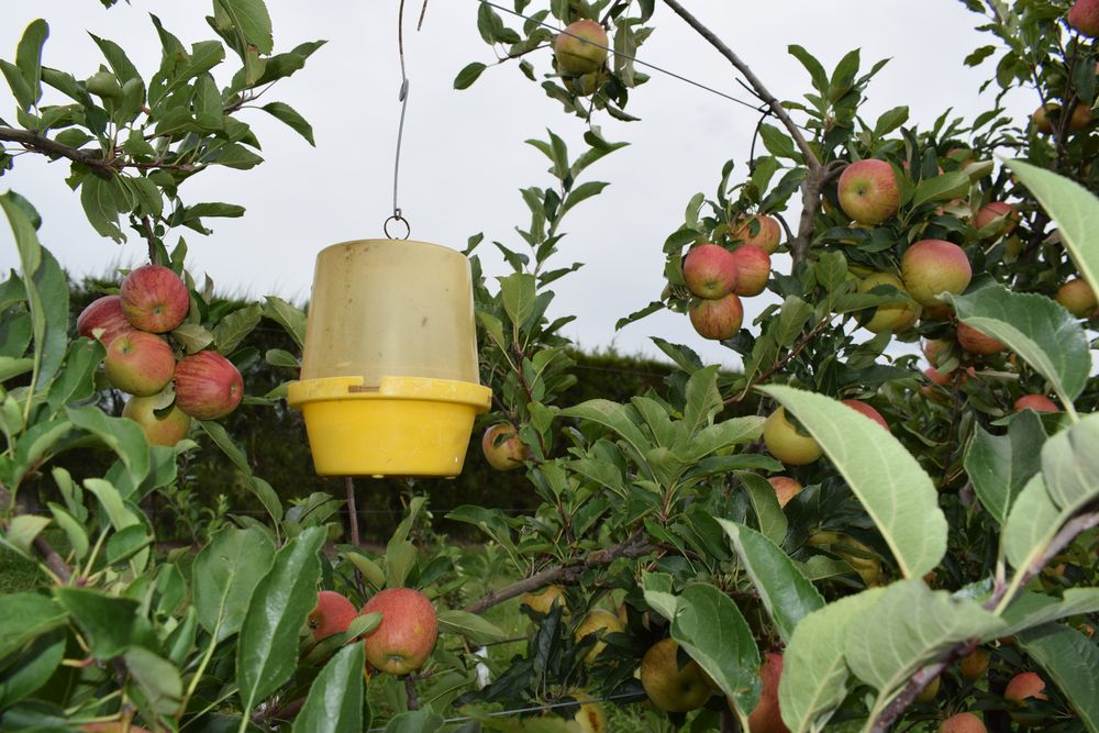 &nbsp;MGAP: un programa clave para promover mejores prácticas en la producción granjera.