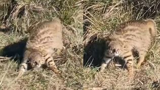 Gato de pajonal en Artigas