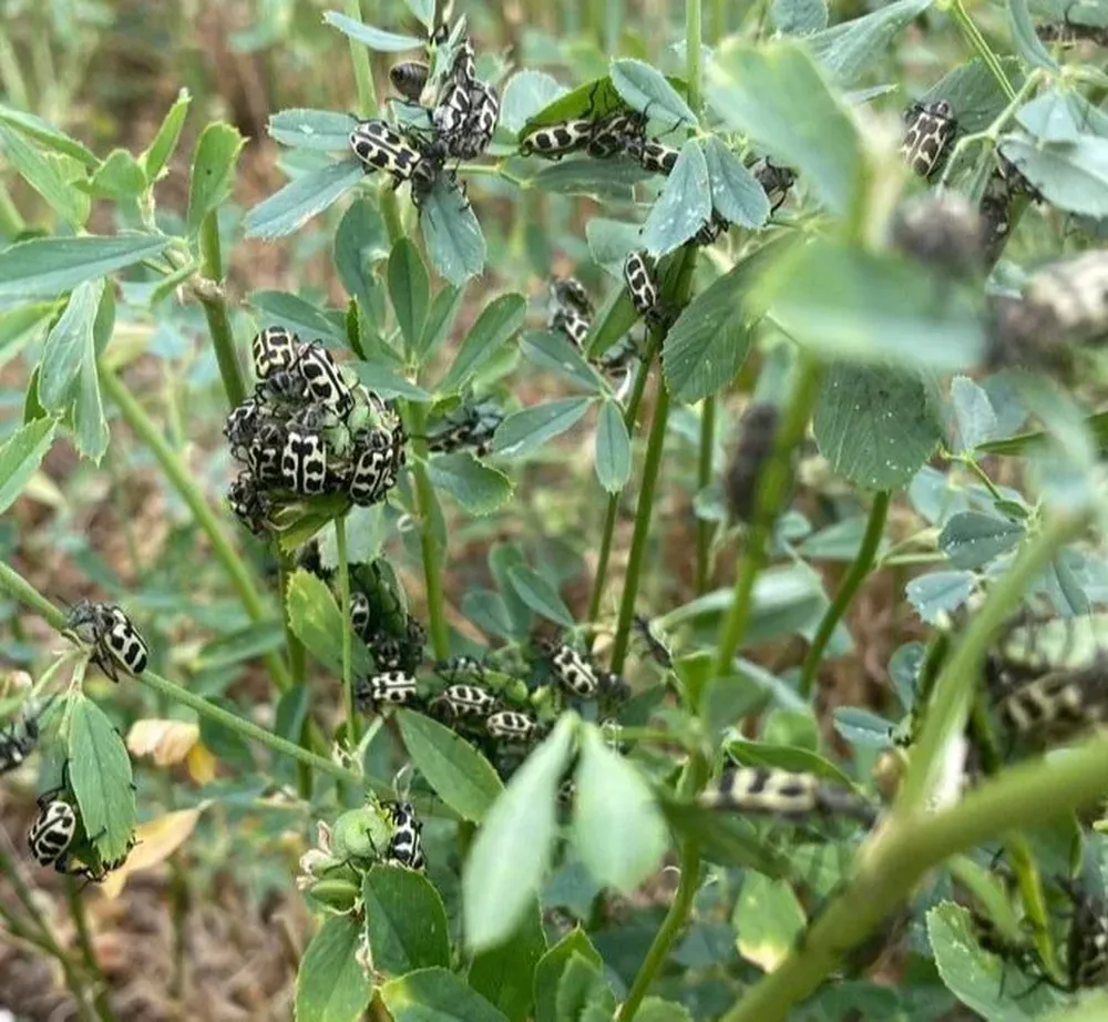 Escarabajo Siete de Oro.