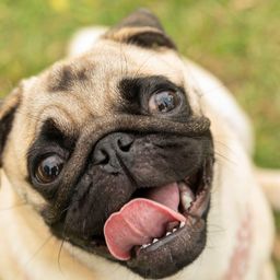 el negocio de las mascotas: jugueterias y supermercados se suman al boom de los productos para perros y gatos el negocio de las mascotas: jugueterias y supermercados se suman al boom de los productos para perros y gatos