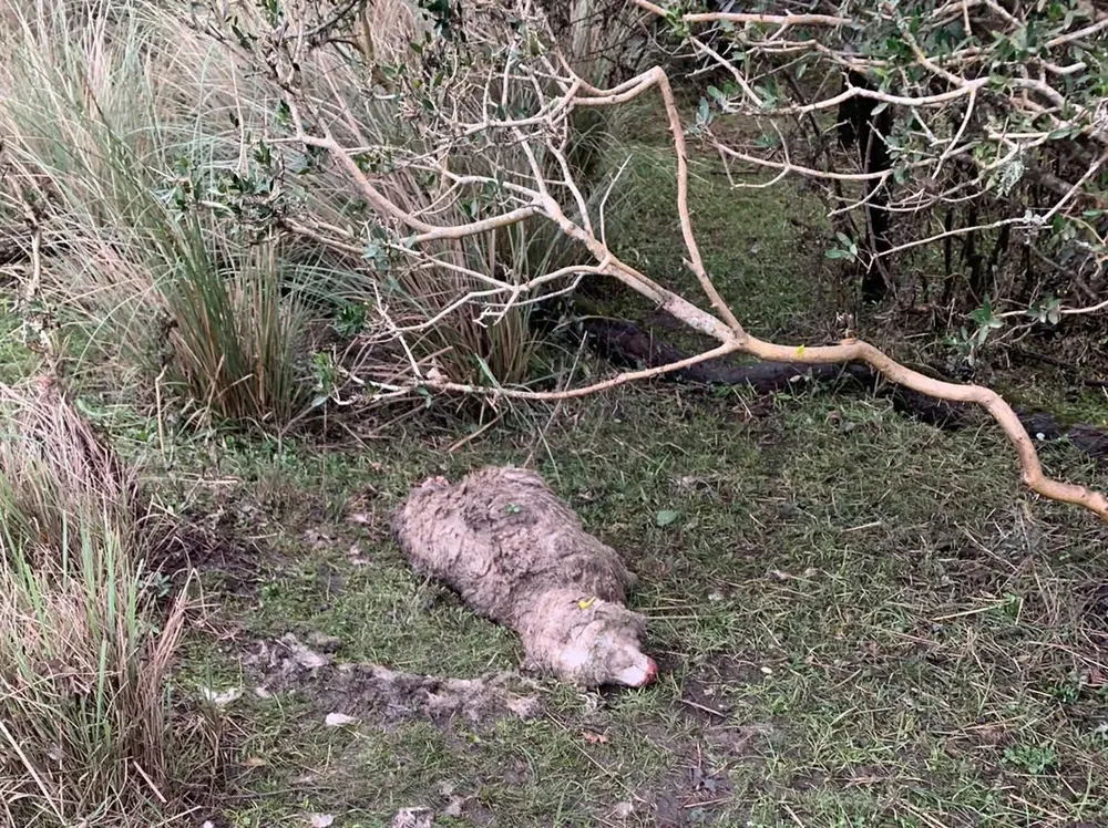 Este martes, tras bajar el nivel del agua, comenzaron a aparecer las ovejas muertas.