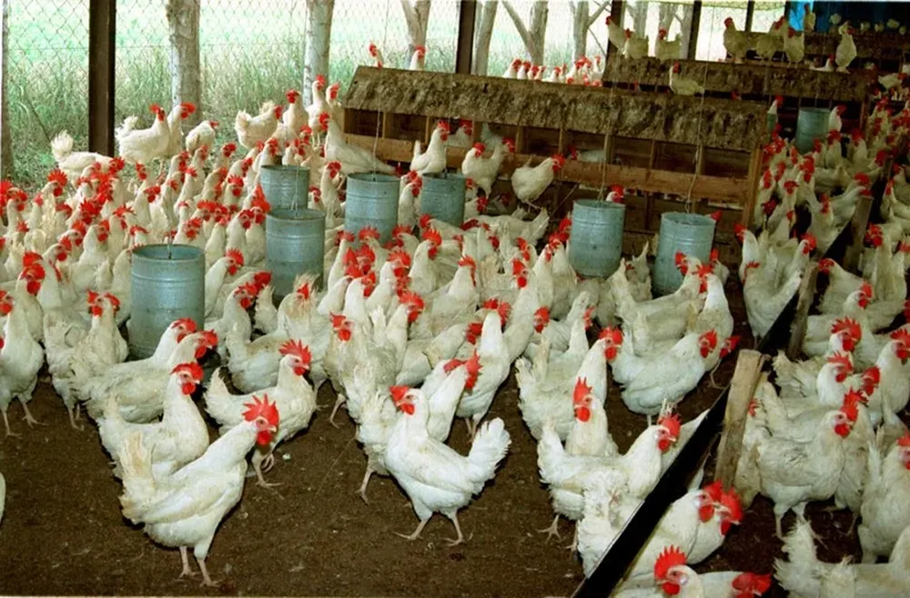 Fuerte variación de precios en cría de pollos