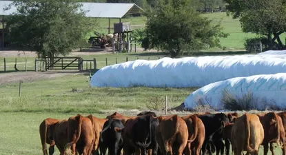 El Observador | 1608832412630.webp