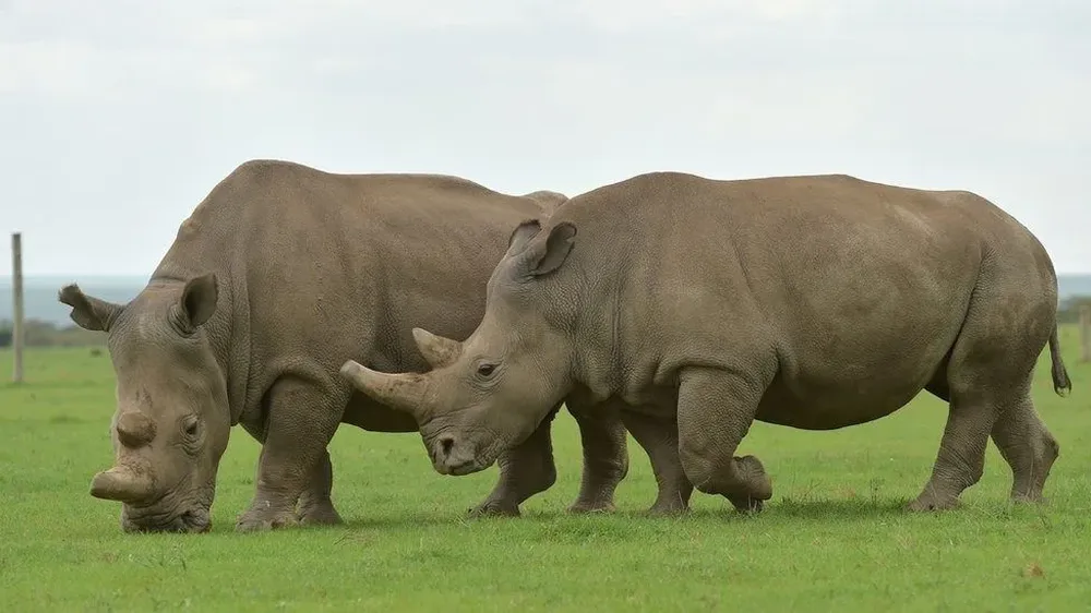 Los rinocerontes son unas de las especies del mundo más amenazadas.