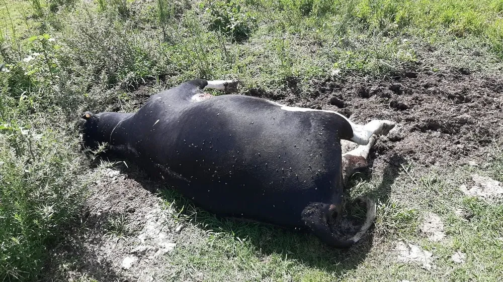 La mataron de un balazo dado de tal modo que el animal caiga de inmediato.