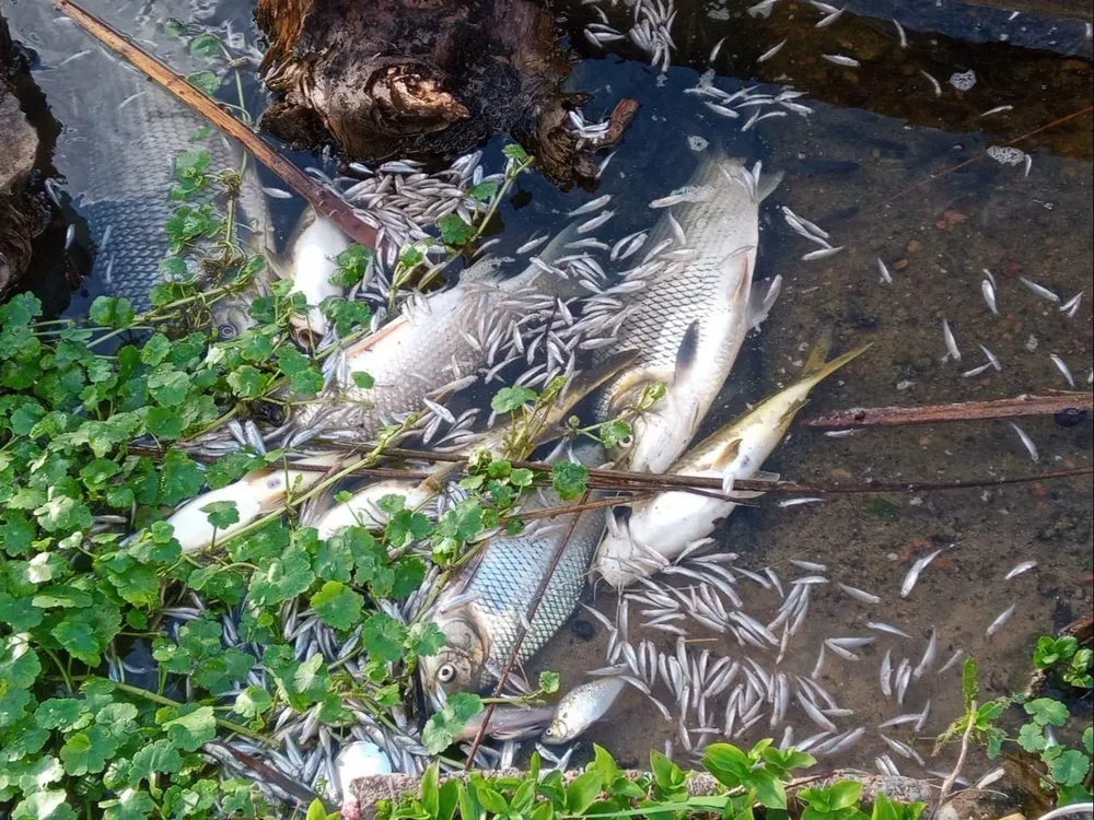 Peces de más tamaño ingresan desde el Río de la Plata, mediante el arroyo Carrasco