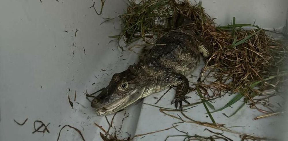 Imagen del caimán que encontraron ayer en el rio Besòs Policía local Santa Coloma de Gramanet.
