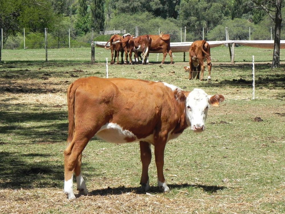 MGAP: junto al Plan Agropecuario y con la participación de varias instituciones más activó el programa Procría.