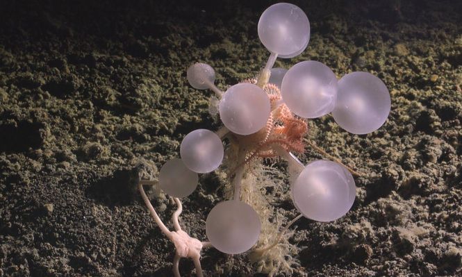 La esponja carnívora "bola de la muerte" fue descubierta cerca de las Islas Sandwich del Sur, en el océano Atlántico.