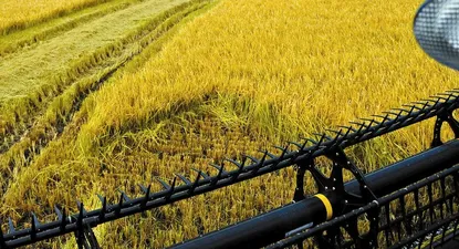 La producción arrocera se encuentra en un cruce de caminos