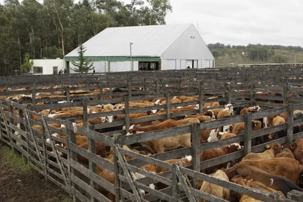 José A. Valdez y Cía ofreció la revancha y los inversores respondieron de muy buena manera.