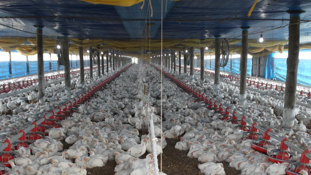 Brasil suspende exportación de pollo a China, UE y Argentina por gripe aviar a 700 kilómetros de Uruguay