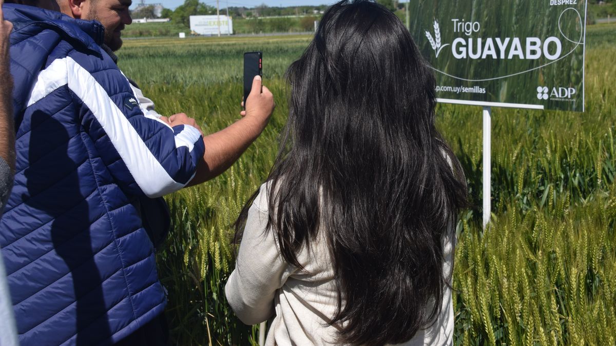El catálogo de cultivos de invierno de ADP - Agronegocios del Plata “en un contexto desafiante”
