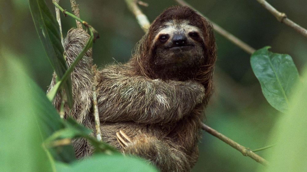 El osos perezoso es uno de los portadores del virus.