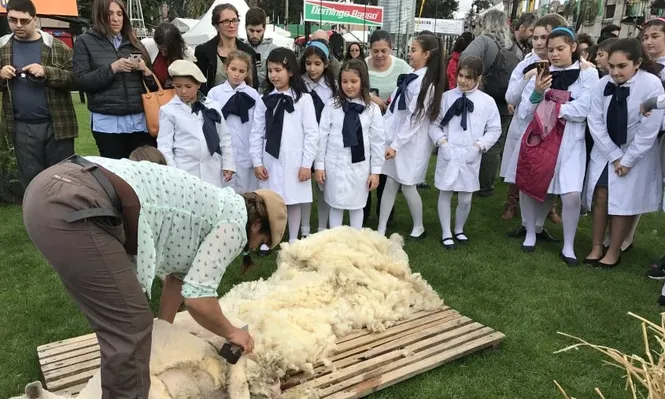 Escolares montevideanos cautivados por una esquila como las de antes.