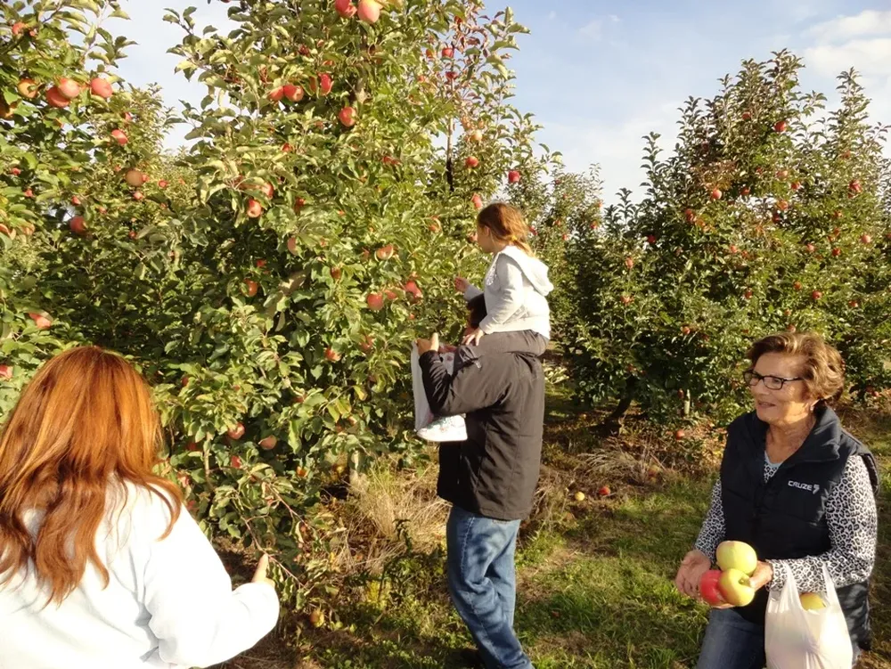 Autocosecha de manzana en La Macarena