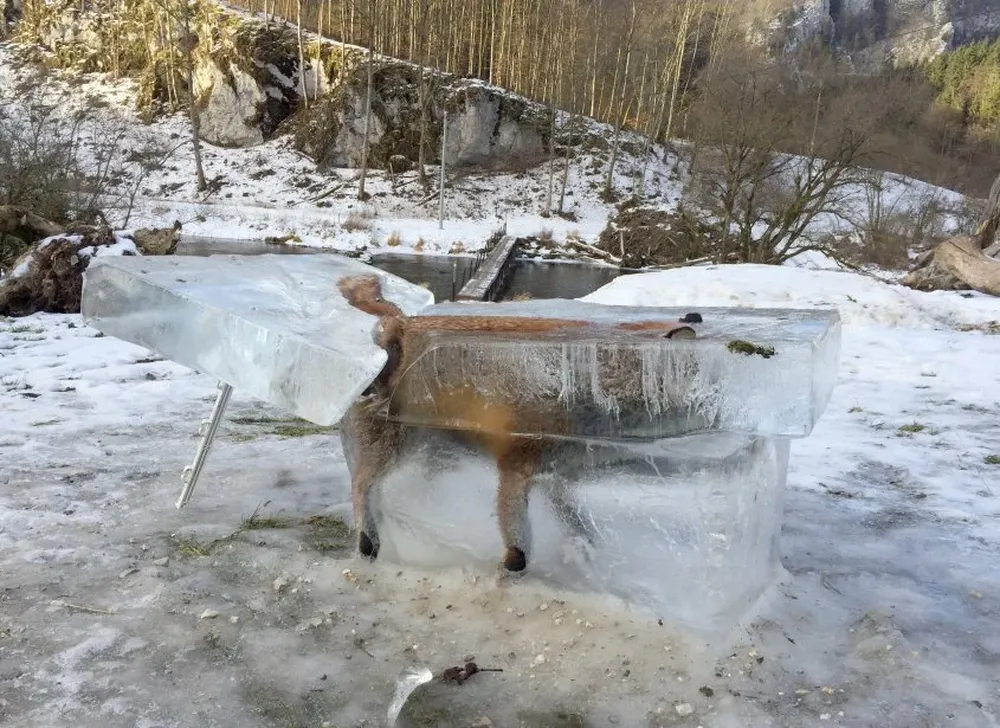Un zorro murió congelado por un bloque de hielo en Fridingen, en Alemania. 
