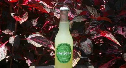 Jariola se lanzará al mercado en botellas de vidrio de 330 ml