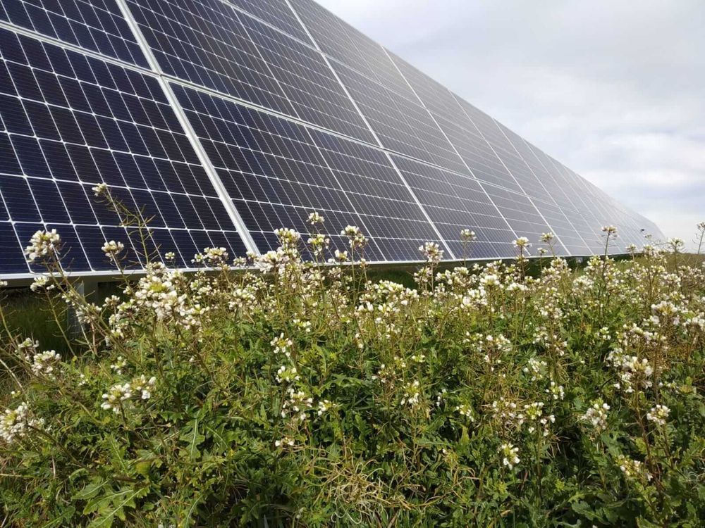 Solaria reporta un beneficio neto de 53,4 millones de euros en el primer trimestre de 2025.