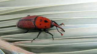El dispositivo para detectar al picudo rojo que crearon los alumnos de un colegio de Canelones