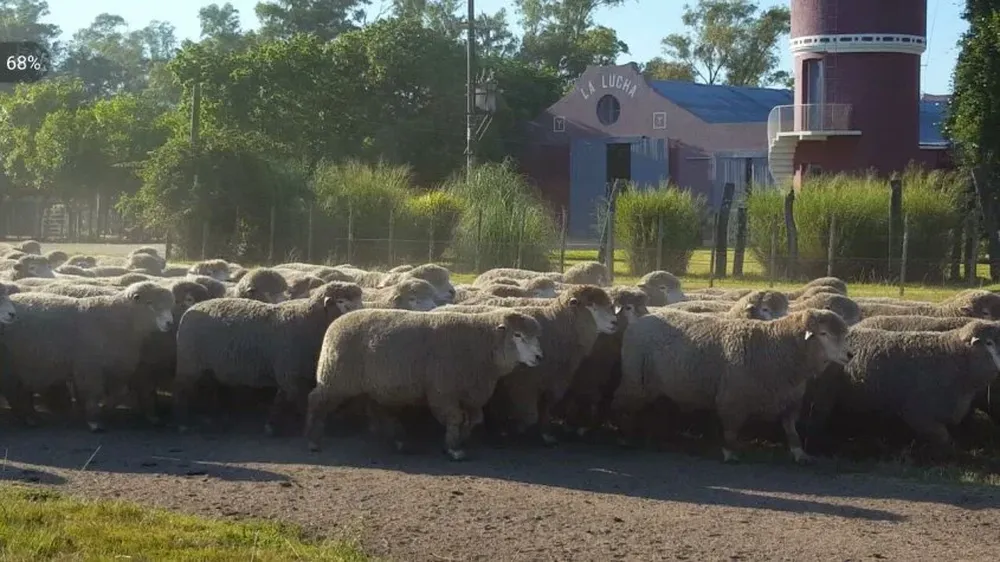 Los Corriedale de Echeverría e Iraola viajan al norte del país