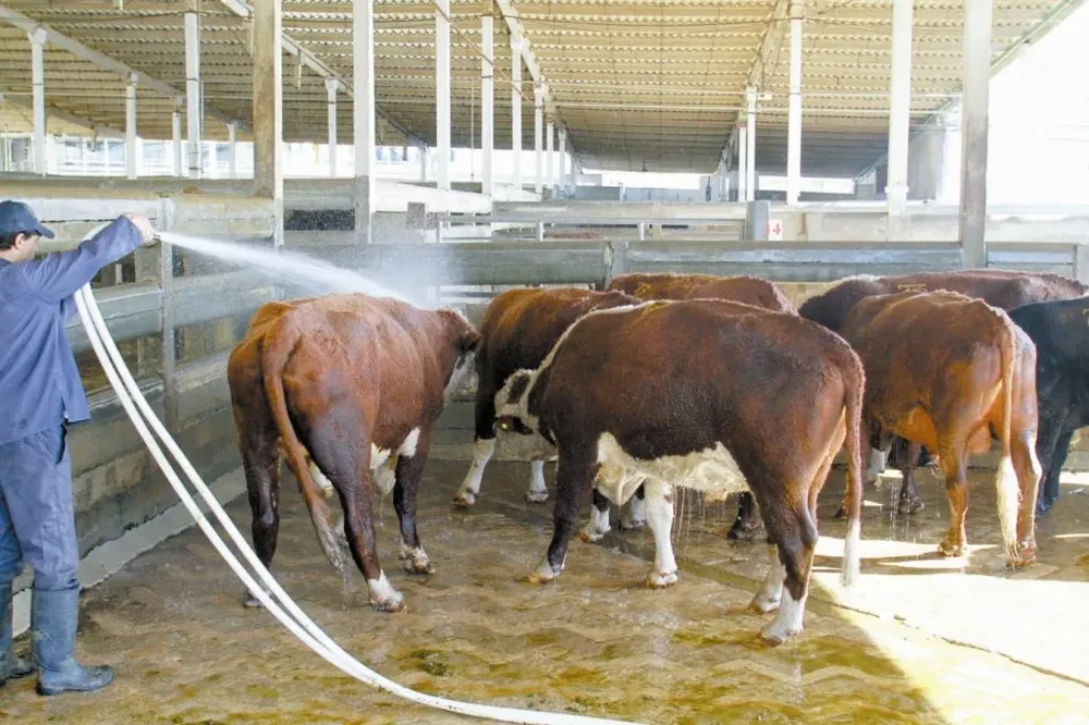 Leve baja en la faena y persistente firmeza de precios