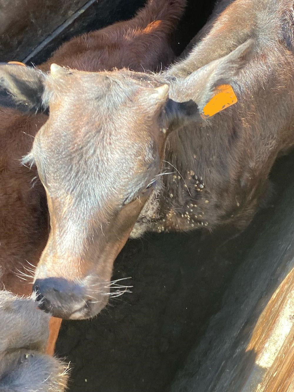 Imágenes que circularon el fin de semana de ganado afectado por garrapata