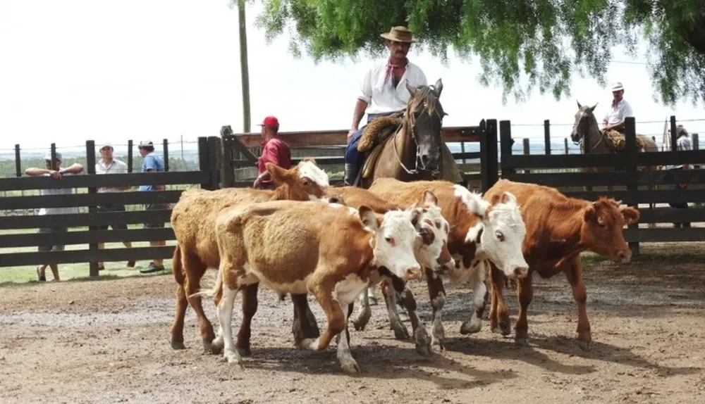 Feria quincenal en el local Cuchilla de Silvera