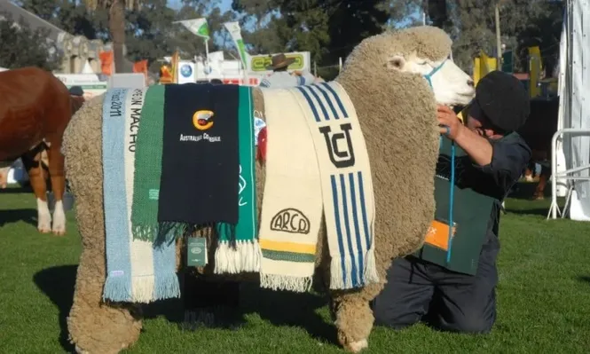 La Lucha 6721, Gran Campeón Corriedale PI de la Expo Prado 2011
