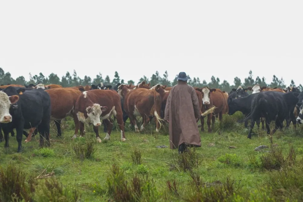 Se presentó una nueva historia de vida del proyecto Ganadería y Clima.