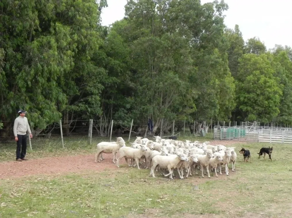 La producción ovina enfrenta nuevos desafíos