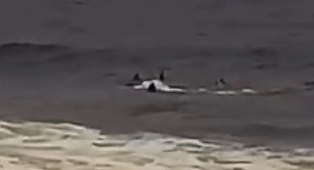 El susto que se llevaron surfistas en las aguas de Bikini