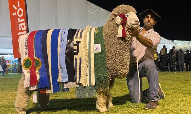 Gran Campeón del Mundo en la raza, un Corriedale de La Lucha.