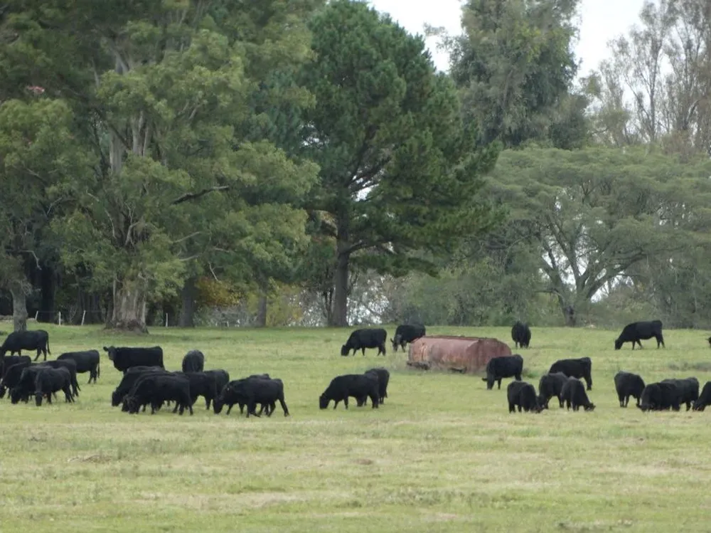 Los establecimientos visitados este año se encuentran en Tacuarembó.