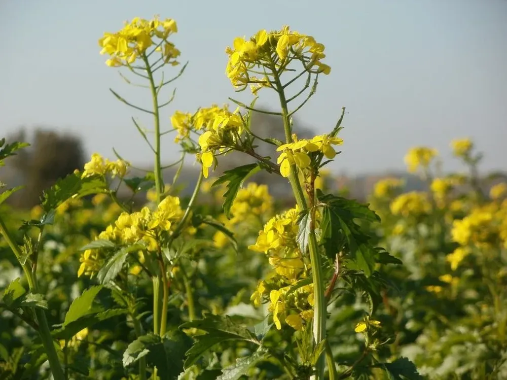 El cultivo de canola alcanzó una superficie récord durante este invierno en Uruguay.