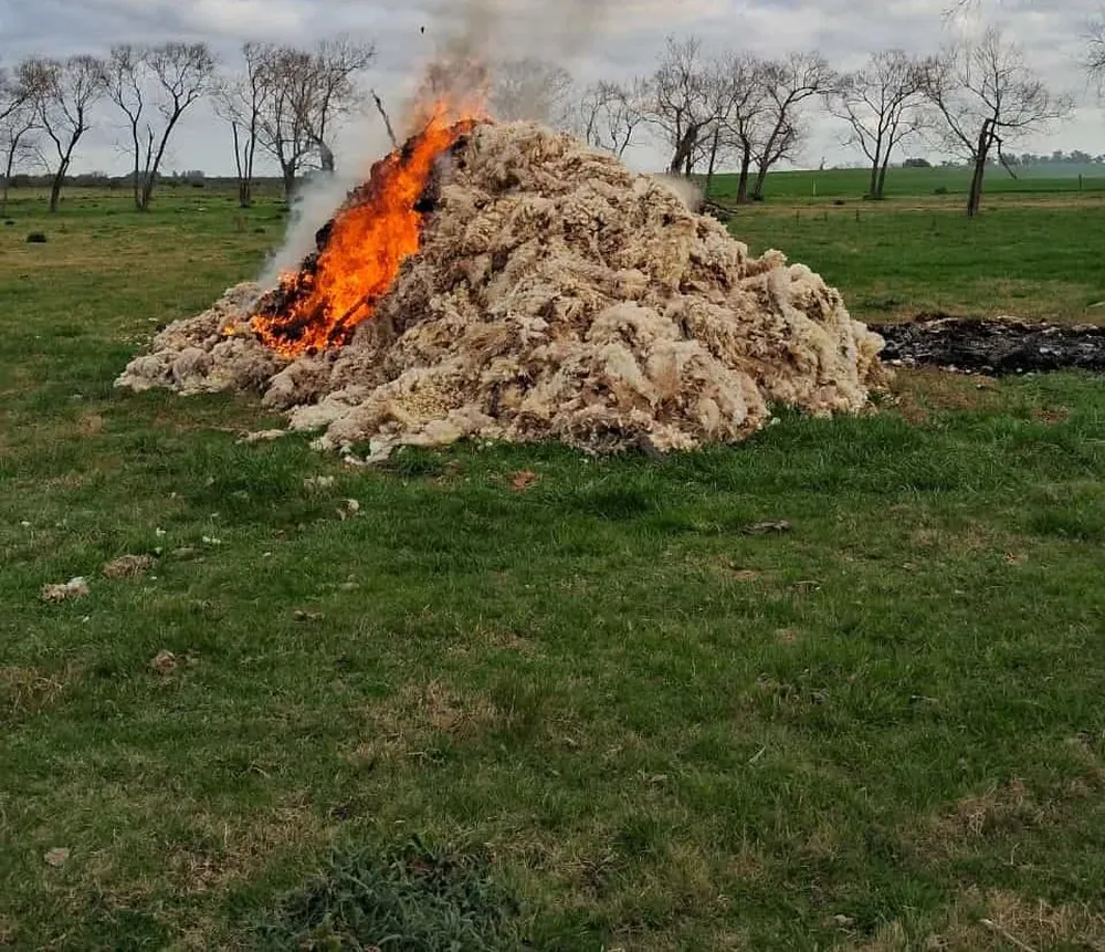 En Paysandú, un productor quemó su lana.