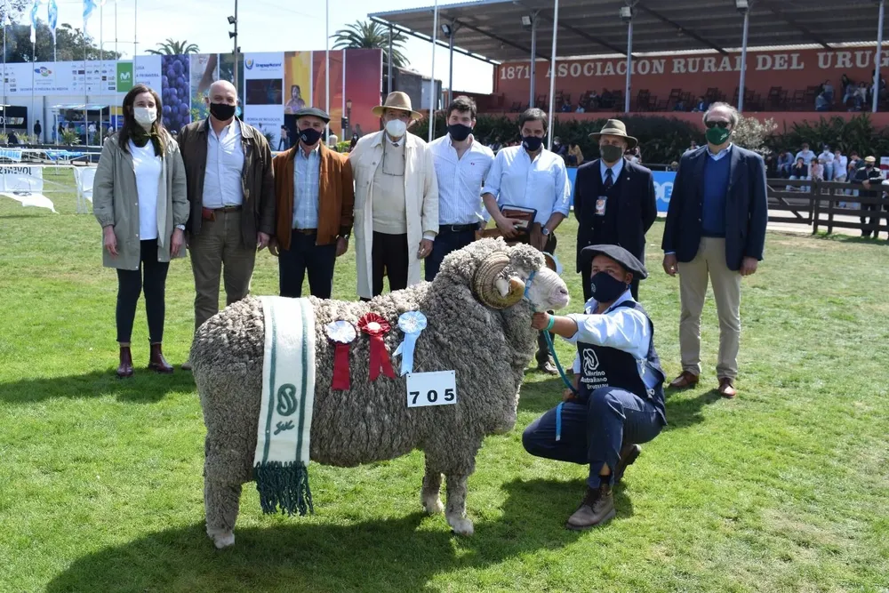 Gran Campeón de pedigrí.