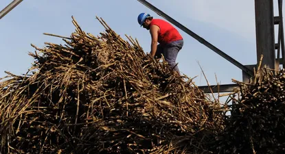 ancap corto con rentas exageradas para plantar cana en bella union
