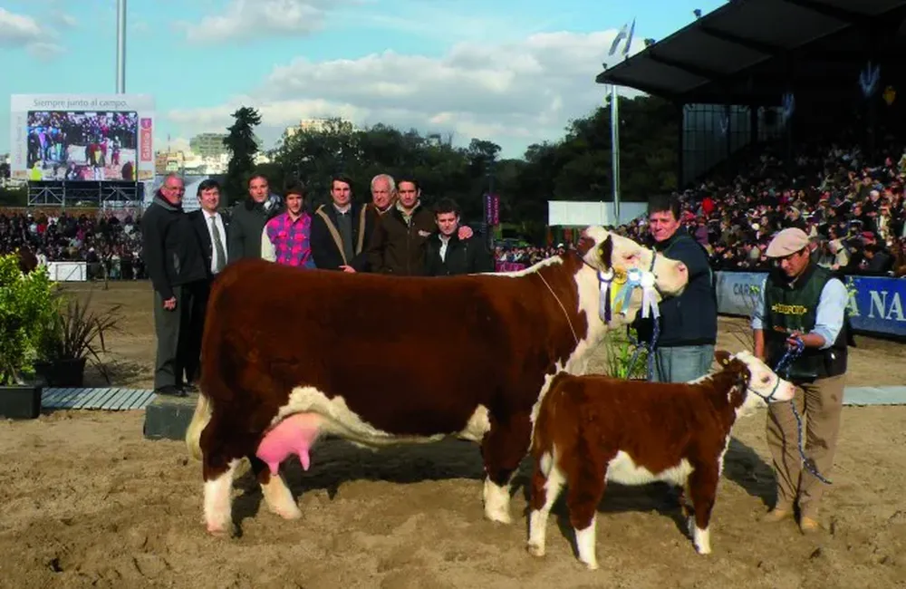 Reservada de Gran Campeona Polled Hereford de S.G. San Salvador y El Volcán (Argentina)