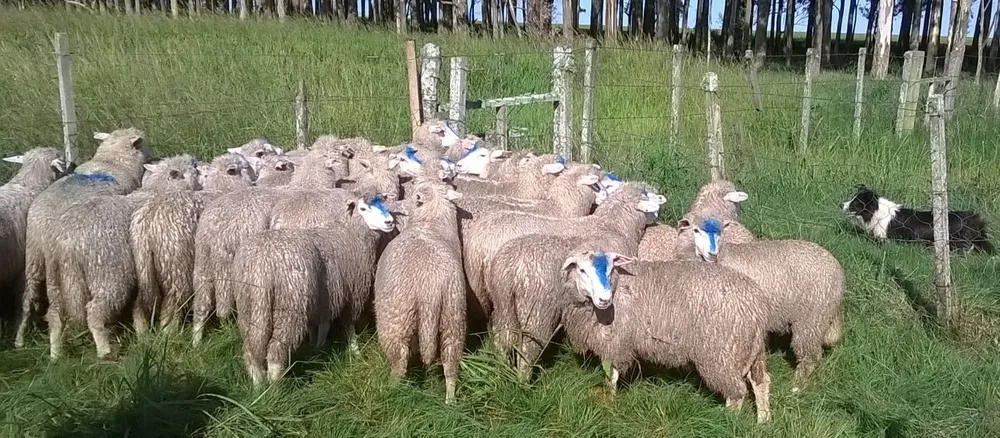 Corderos de 45 kilos, próximos al embarque.