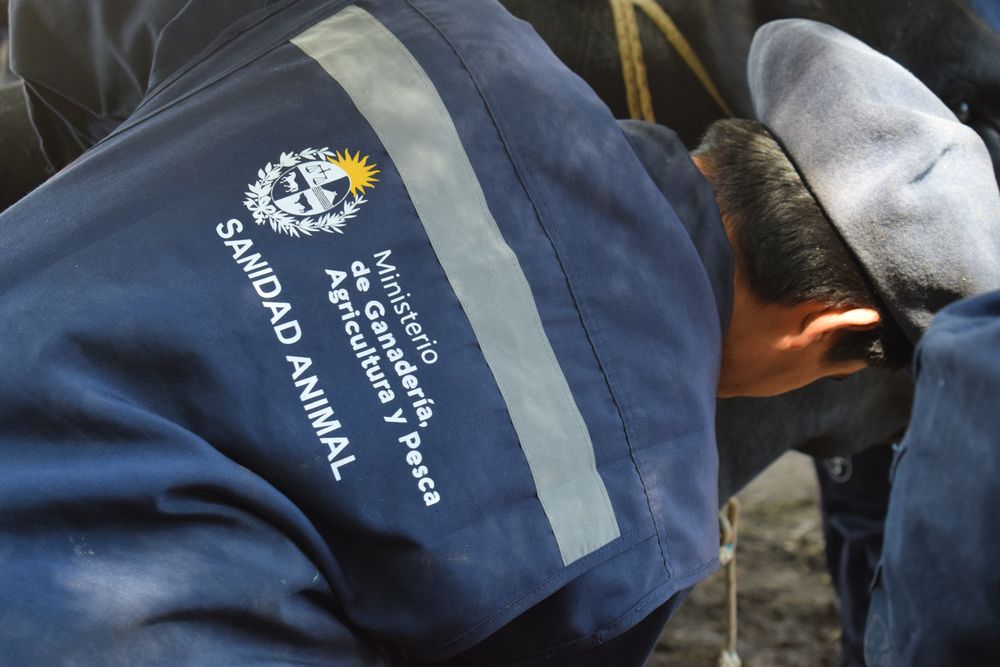 Día Nacional del Veterinario: en Uruguay se conmemora cada 23 de noviembre.