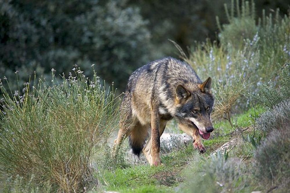 El lobo ibérico se encuentra principalmente en el noroeste de España, donde es un emblema de los paisajes salvajes.  