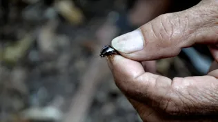 La historia del vietnamita que se gana la vida con la caza de cucarachas