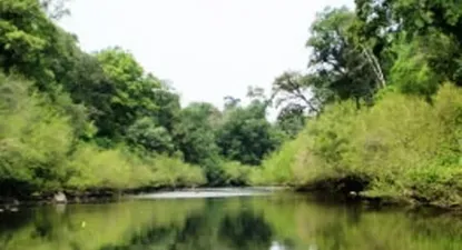 Forestación: las plantaciones no han generado una caída del área del bosque nativo en Uruguay.