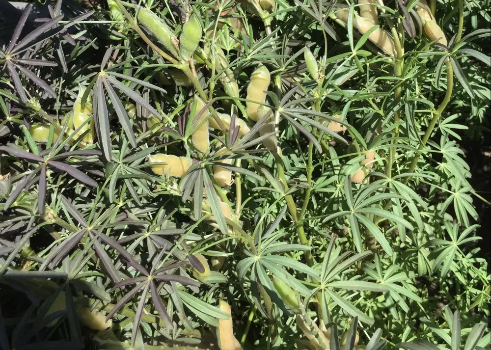 Los rendimientos promedios van de 1.500 a 1.800 kilos por hectárea.