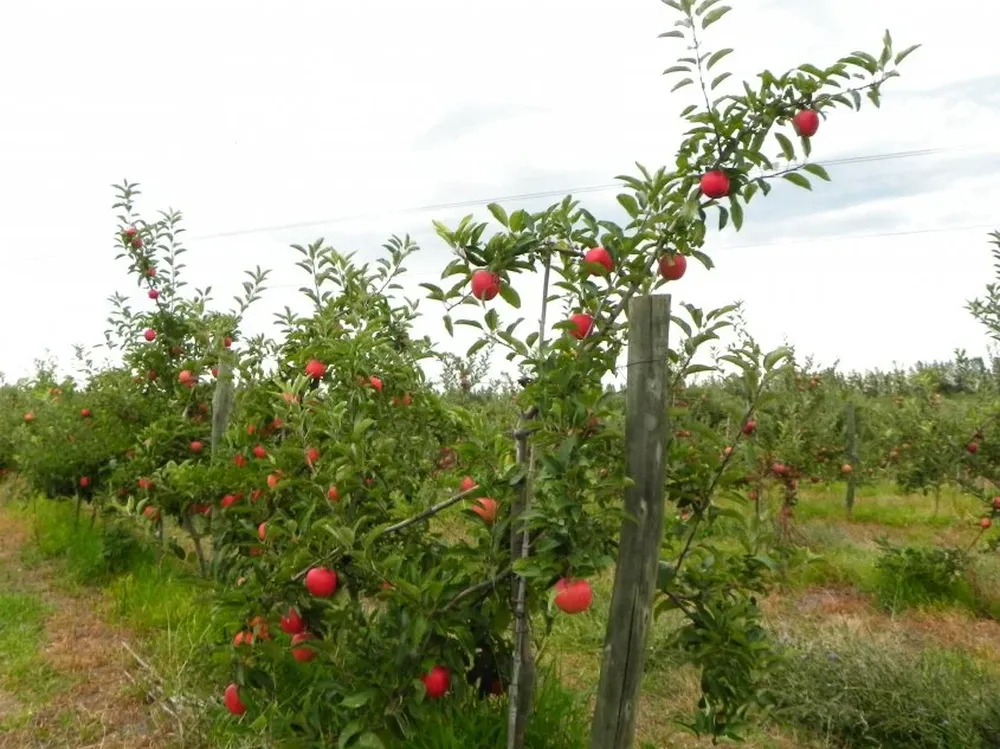 El estado del tiempo durante 2015 afectó la actividad en las quintas de manzanos.